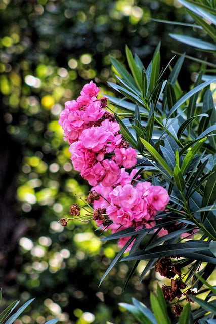 Am Oleander Atlas Nain de Tidili blühen rosa Blütenbüschel über den schmalen, langen Blättern