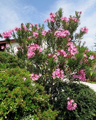 An der Auffahrt zu einem Haus steht ein großer, blühender Oleander Atlas Nain de Tidili