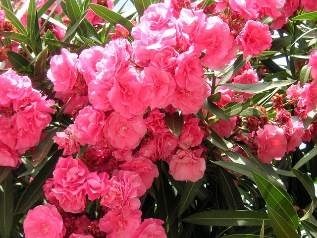 Großaufnahme der rosa Blüten des Oleanders Cavalaire über langen, schmalen Blättern.