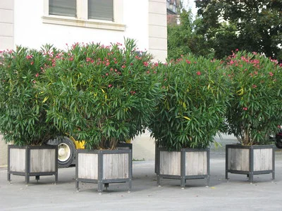 In 4 großen Kübeln stehen große Oleander Büsche mit rotan Blüten