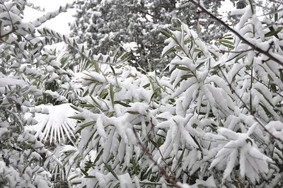 Oleander Zweige neigen sich unter einer dicken Schneeschicht