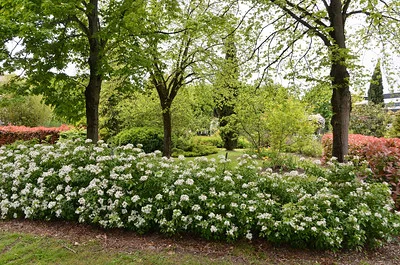 Blühende Orangenblumen im Beet als kniehohe Hecke