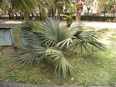 Im Rasen steht eine Zwergpalmetto Palme mit vielen, schönen Wedeln.