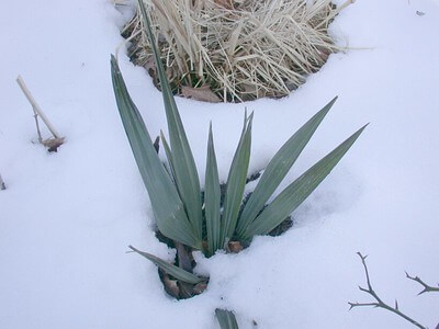 Aus einer Schneedecke schaut eine junge Zwergpalmetto Palme mit ihrem ersten Wedel.