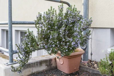 Blühender Rosmarin im großen Kübel auf dem Balkon