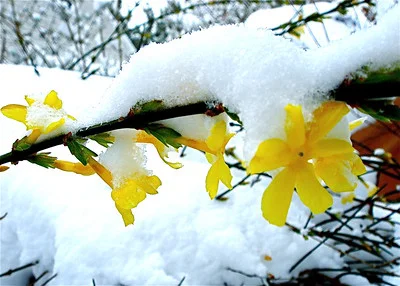 Winterjasmin Ranke mit gelben Blüten unter einer Schneedecke