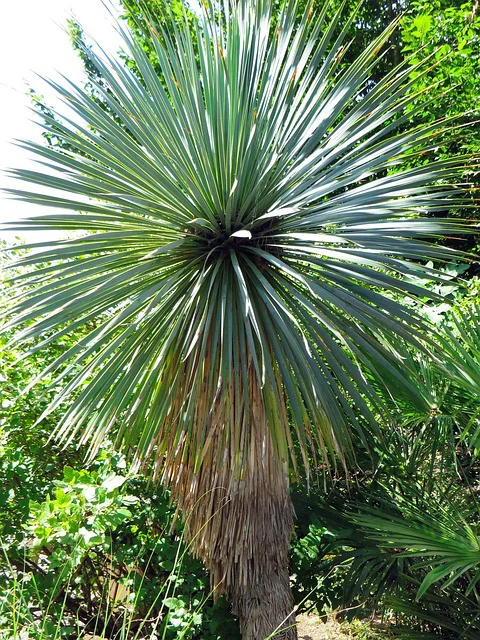 Yucca Palme in Nahaufnahme