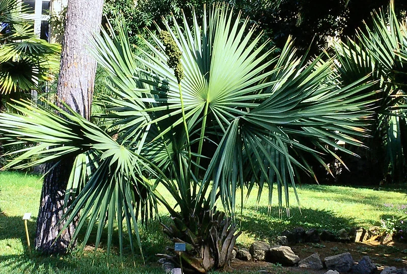 Zwergpalmetto Palme Sabal minor im Garten 