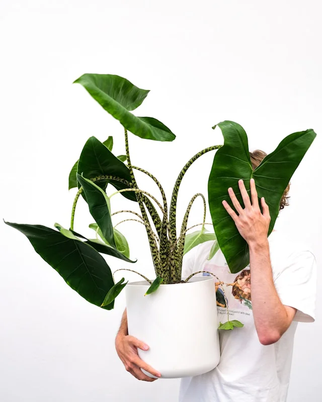 Mann hält eine Alocasia im weißen Topf und mit hängenden Blättern. Mit einer Hand hält der Mann ein Alocasiablatt vors Gesicht.