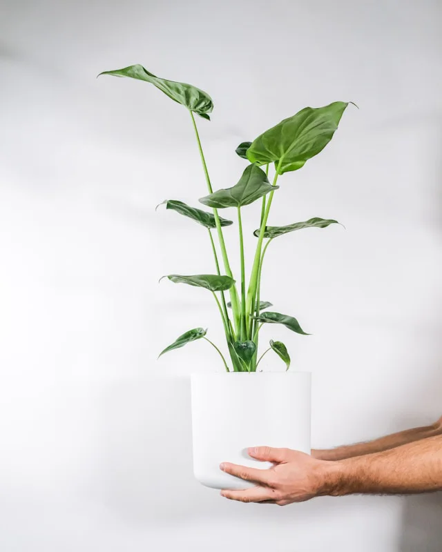 Zwei Hände halten einen Blumentopf mit einer Alocasia cucullata mit aufrechten Blättern