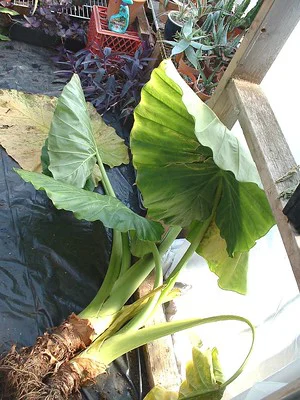 Ausgetopfte Alocasia mit Mutterknolle und Tochterknolle