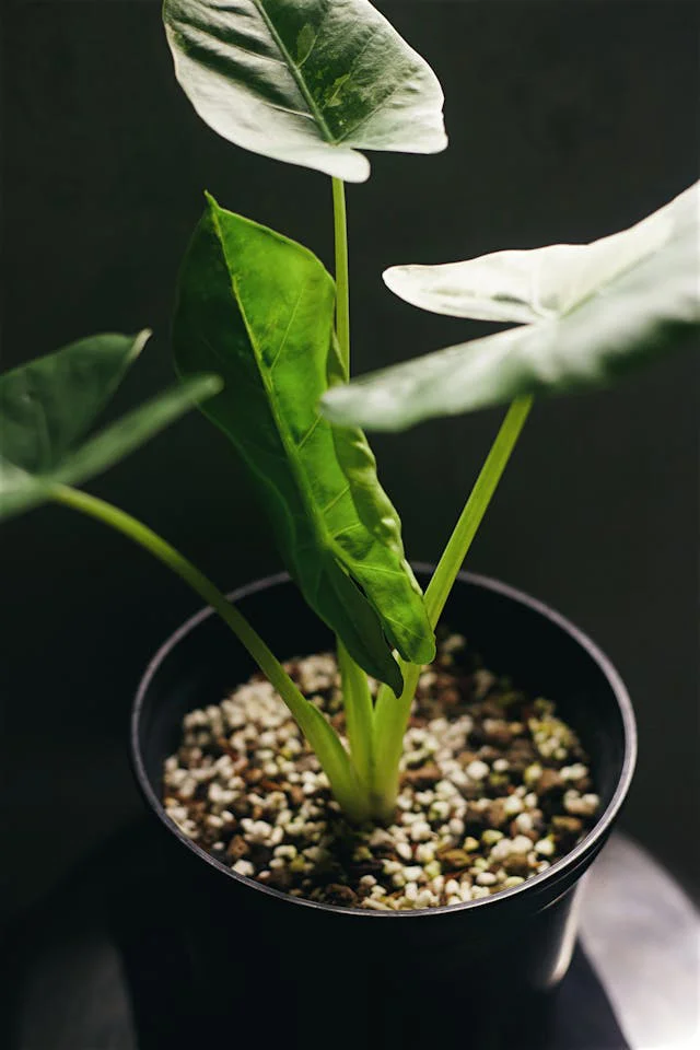 Topf mit eingepflanzter Alocasia Knolle, die bereits einige Blättchen ausgetrieben hat