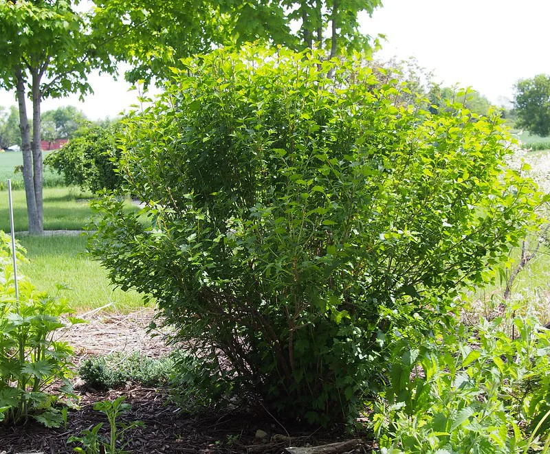 Schön gewachsene Alpen Johannisbeere im Gartenbeet