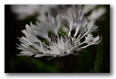 Centaurea montana Alba Einzelblüte in Nahaufnahme