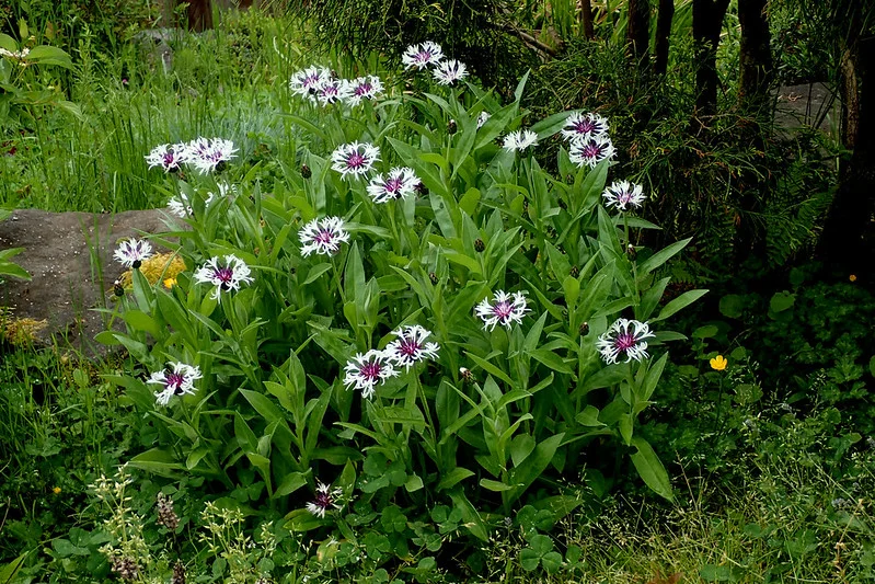 Berg Flockenblume Amethyst in Snow im Gartenbeet