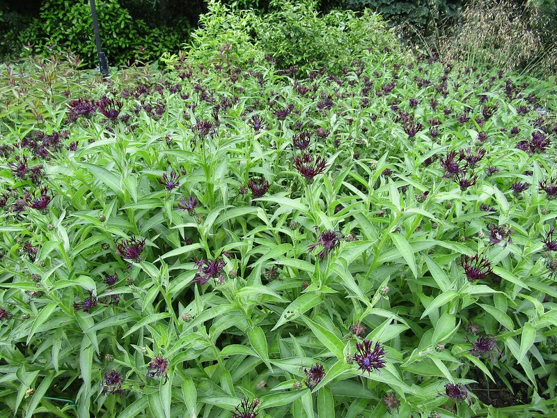 Großer Horst aus Berg Flockenblumen Black Sprite