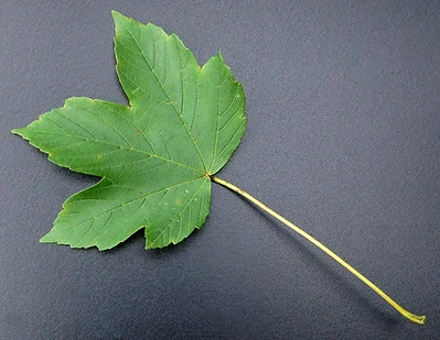 Blick von oben auf ein Bergahorn Blatt mit Blattstiel