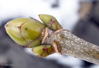 Nahaufnahme der Knospen eines Bergahorns