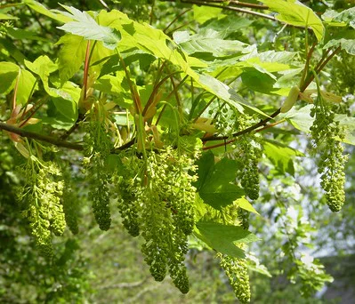 Bergahorn mit Blütenrispen