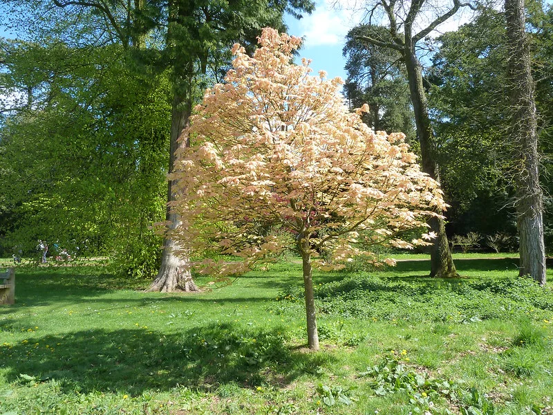 Bergahorn der Sorte Brilliantissimum im Garten