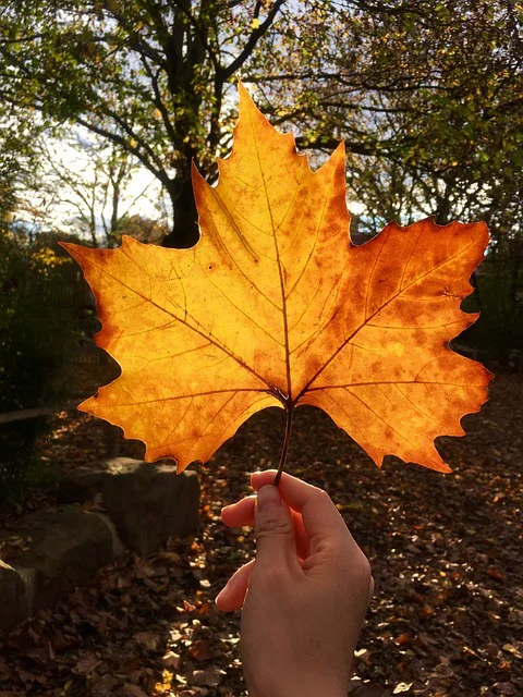 Hand hält ein Bergahorn Blatt mit Herbstfärbung