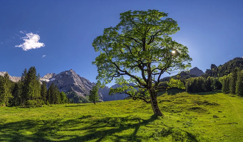 Bergahorn im Sommer vor schöner Bergkulisse