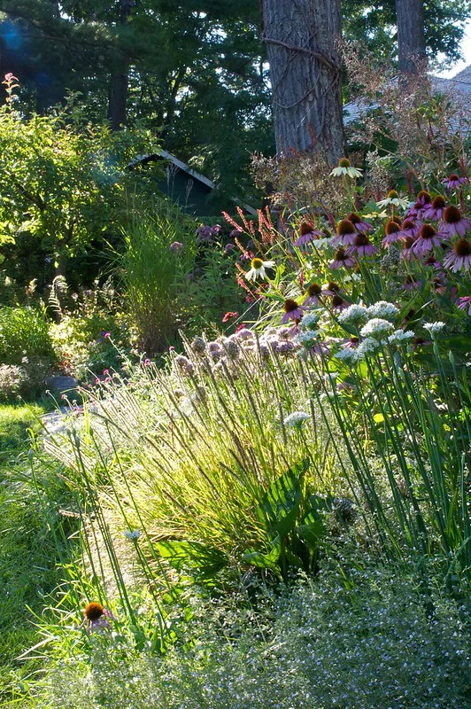 Bergminze im Gartenbeet als Unterpflanzung von Sonnenhut und Bäumen