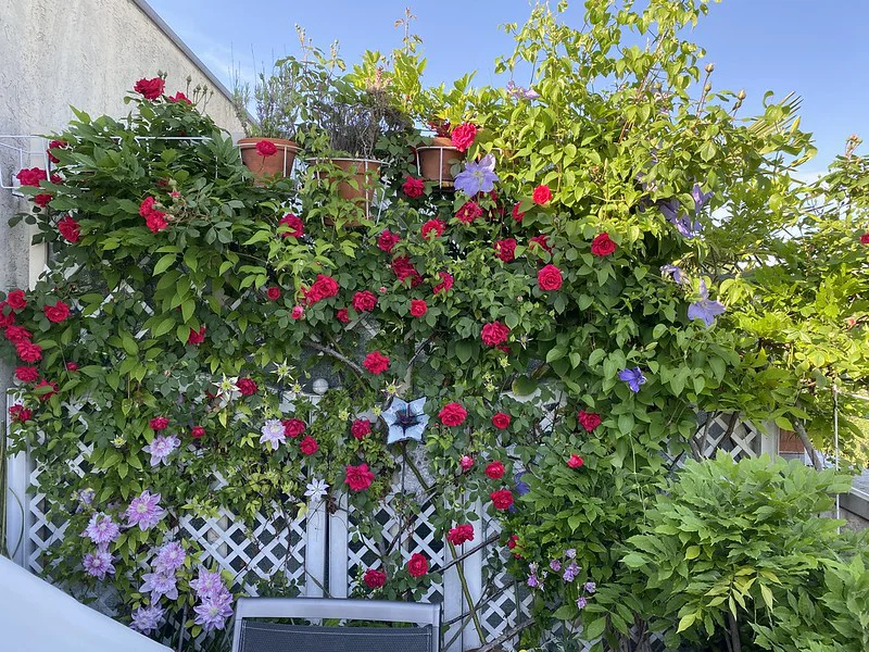 Clematis, Rosen und Blauregen auf dem Balkon an einer stabilen Rankhilfe