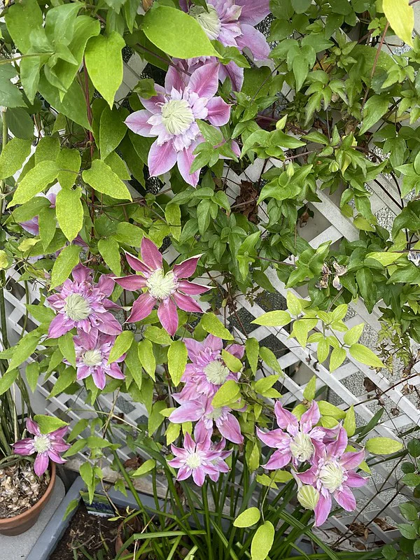 Üppig blühende Clematis im Topf am Rankgitter auf dem Balkon