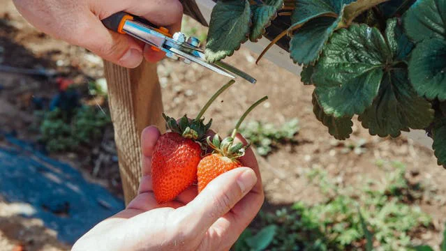 Mann schneidet die Stängel von zwei Erdbeeren durch, um sie zu ernten