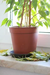 Ficus benjamina auf der Fensterbank wirft Blätter ab