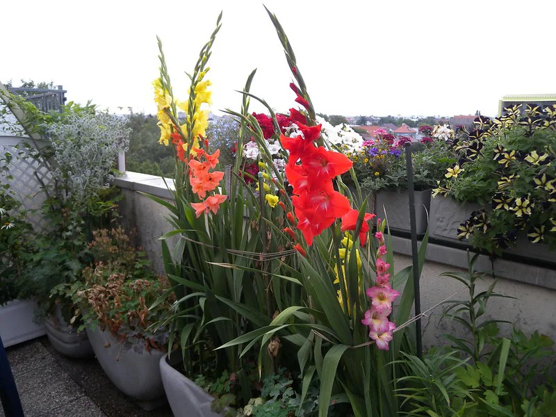 Auf dem Balkon blühen Gladiolen im Topf hinter Sommerblumen im Blumenkasten am Balkongeländer