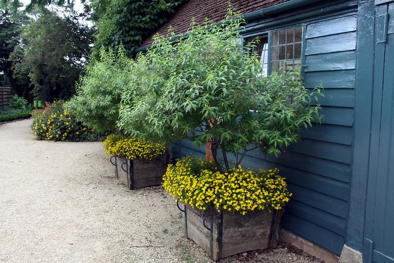 Lavendel als Hochstämmchen im großen Kübel mit gelben Blumen als Unterpflanzung