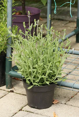 Lavendel im Topf im Schatten ohne Blüten