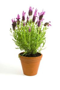 Lavendel im Topf Pflegetipps Grüner Daumen
