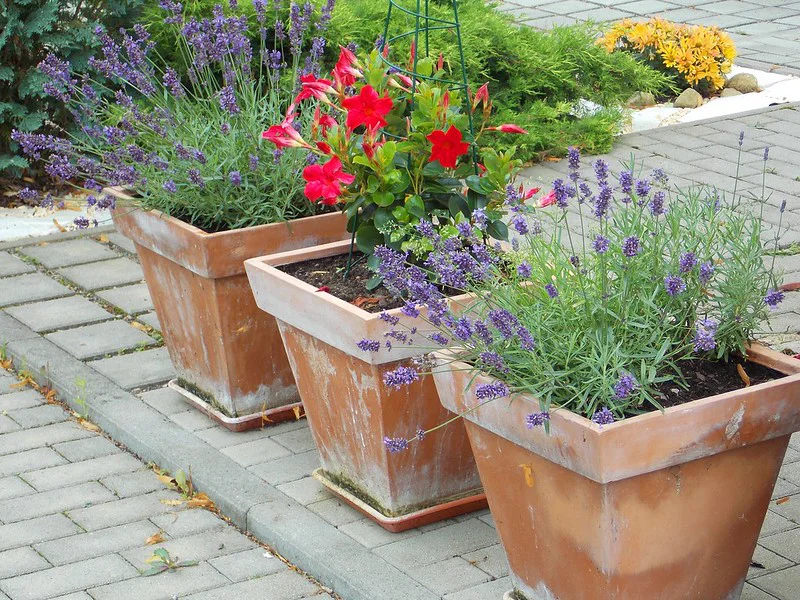 2 Töpfe mit Lavendel und 1 Topf mit Dipladenia