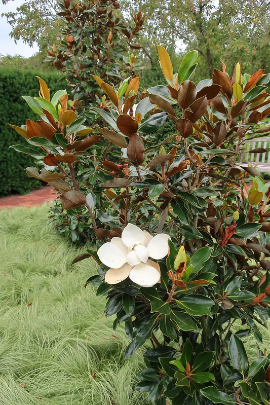 Magnolia grandiflora mit einer Blüte und braunrotem Blattaustrieb in der Krone