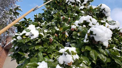 Magnolia grandiflora mit reifen Früchten und etwas Schnee auf der Baumkrone