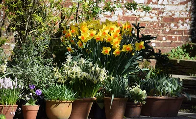 Ein Topfgarten mit großen und kleinen, blühenden Narzissen draußen vor der Hauswand