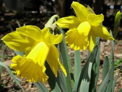 2 Blüten einer Osterglocke in Nahaufnahme