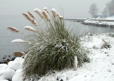 Pampasgras im Schnee und größtenteils noch grün