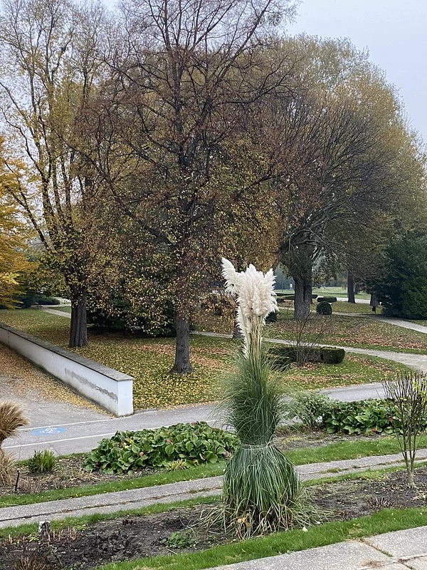 Blick auf ein zum Schopf zusammengebundenes Pampasgras im Herbst