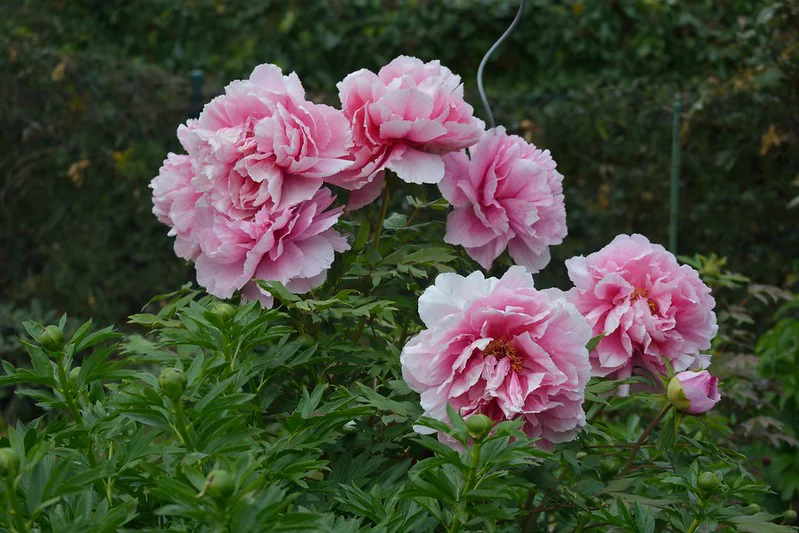 Rosa gefüllte Pfingstrosen Blüten