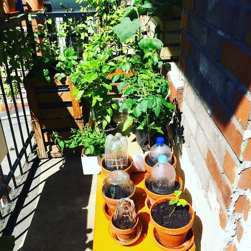 Auf dem sonnigen Balkon stehen Physalis, Tomaten, Zitronenbäumchen und andere Topfpflanzen