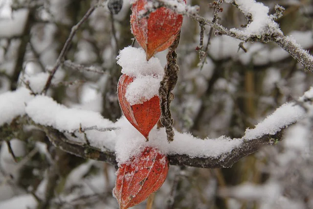 Physalis mit Lampion Früchten im Schnee