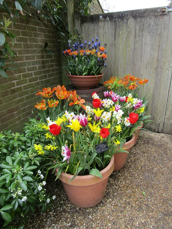 In einer Gartenecke stehen mehrere Töpfe mit Tulpen