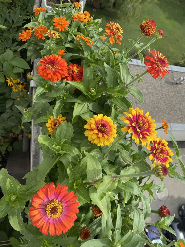 Bunte Zinnien im Balkonkasten