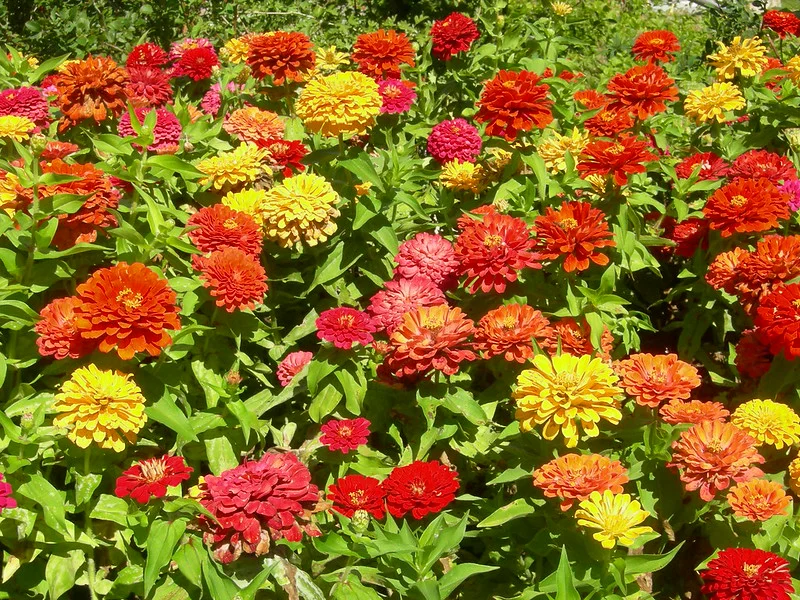 Blick auf viele bunte Zinnien Sorten