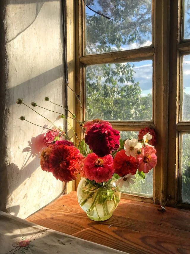 Zinnien in der Vase auf der Fensterbank innen