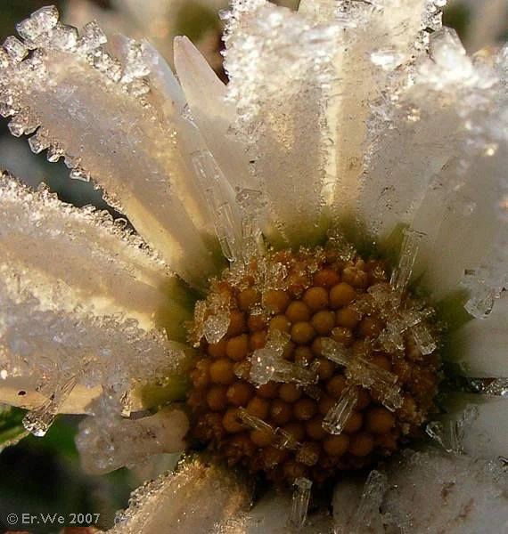 Mit Frost überzogene Bellis Blüte